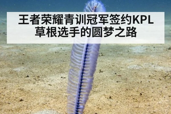 王者荣耀青训冠军签约KPL草根选手的圆梦之路