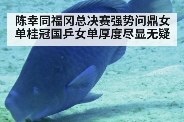 陈幸同福冈总决赛强势问鼎女单桂冠国乒女单厚度尽显无疑